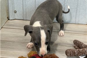 Heath - Italian Greyhound for sale