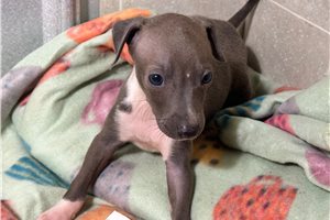 Emory - puppy for sale