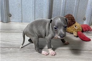 Becks - Italian Greyhound for sale