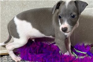 Ezra - Italian Greyhound for sale