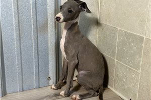Hector - Italian Greyhound for sale