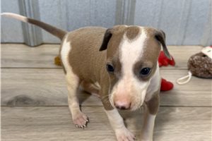 Libby - puppy for sale
