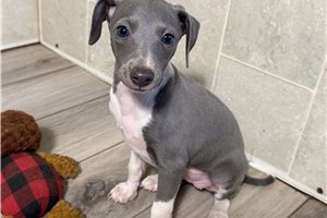 Rigby - Italian Greyhound for sale