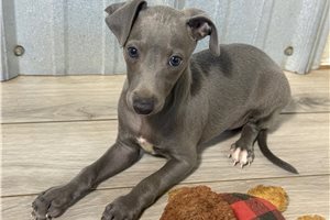 Silas - Italian Greyhound for sale