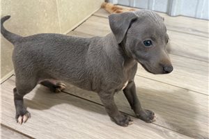 Silas - Italian Greyhound for sale