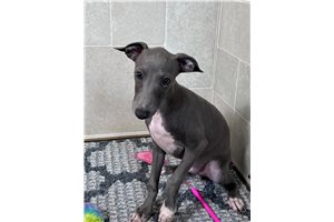 Manny - Italian Greyhound for sale