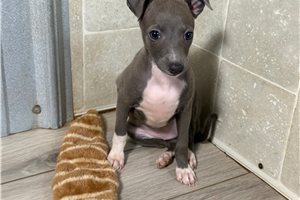 Daisy - Italian Greyhound for sale
