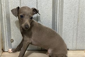 Blip - Italian Greyhound for sale