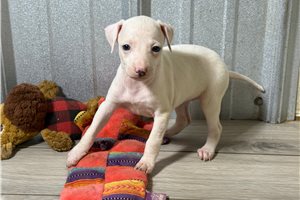 Keturah - puppy for sale