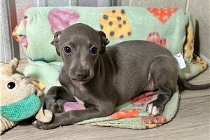 Antonietta - puppy for sale