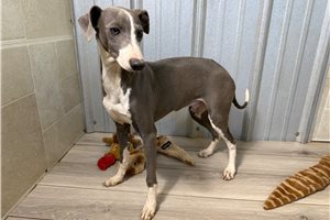 Mateo - Italian Greyhound for sale