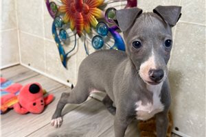 Mila - puppy for sale