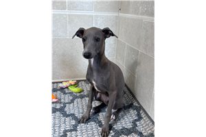 Cardwell - Italian Greyhound for sale