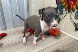 Kelsey - puppy for sale