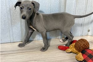 Ridley - Italian Greyhound for sale