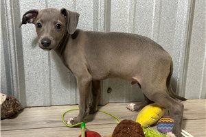 Malcolm - Italian Greyhound for sale
