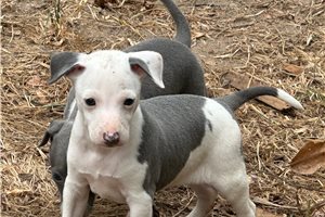 Langston - Italian Greyhound for sale