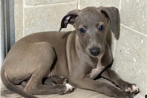 Mana - Italian Greyhound for sale
