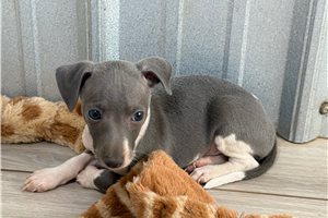 Cooper - Italian Greyhound for sale