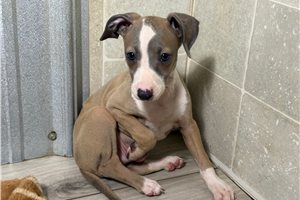 Kobe - Italian Greyhound for sale