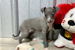 Rachel - Italian Greyhound for sale