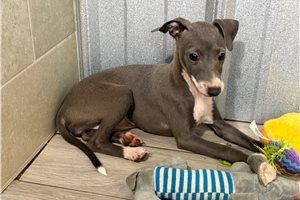 Melinda - Italian Greyhound for sale