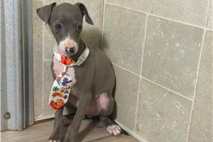 Hector - Italian Greyhound for sale