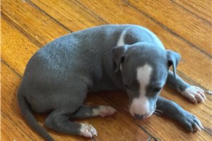 Laika - Italian Greyhound for sale