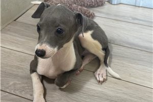 Hillary - Italian Greyhound for sale