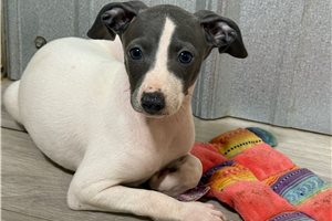 Kendra - Italian Greyhound for sale