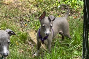 Dane - Italian Greyhound for sale