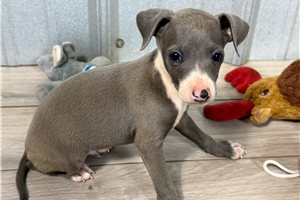 Hector - Italian Greyhound for sale