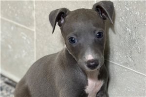 Pippa - Italian Greyhound for sale