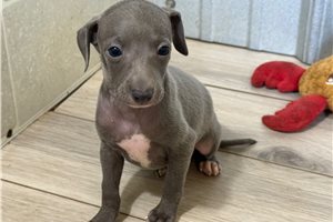 Benson - Italian Greyhound for sale