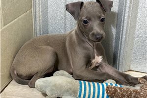 Maddie, a Italian Greyhound puppy