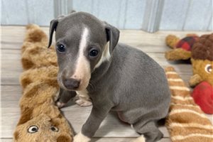 Selena - Italian Greyhound for sale