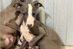 Heath - Italian Greyhound for sale