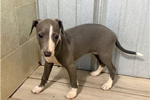 Selena - Italian Greyhound for sale