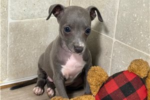 Smooch - Italian Greyhound for sale