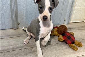 Ricky - Italian Greyhound for sale
