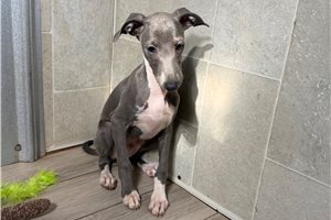 Toro - puppy for sale
