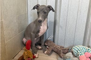 Theo - Italian Greyhound for sale