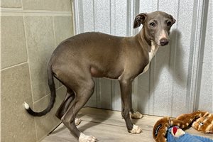 Phoenix - Italian Greyhound for sale