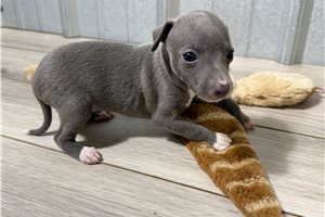 Chloe - Italian Greyhound for sale