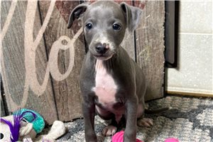 Deon - Italian Greyhound for sale