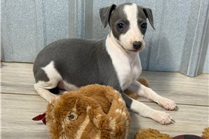 Charlotte - Italian Greyhound for sale