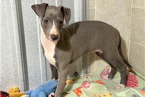 Karina - Italian Greyhound for sale
