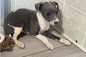 Hillary - Italian Greyhound for sale