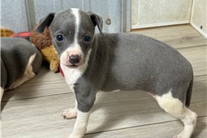 Amelia - Italian Greyhound for sale