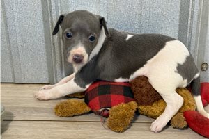 Melissa - puppy for sale